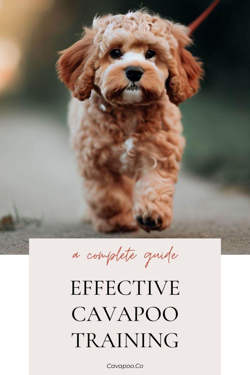 Cavapoo Guide Cavapoo Guide Includes Cavapoo Training Diet - Space Textures - Stunning HD Collection