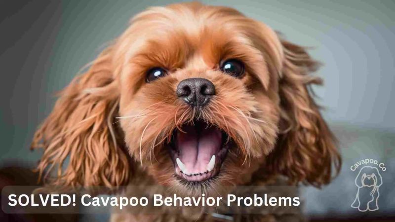 Cavapoo Questions R Cavapoo - Incredible Ocean Illustration - High Resolution