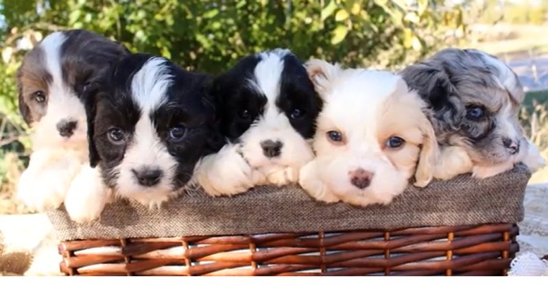 Cavapoo Lifespan R Cavapoo - Elegant HD Light Designs | Free Download