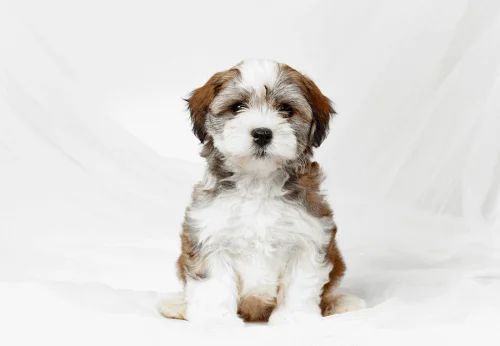 Havapoo Vs Cavapoo Cavapoolove - Premium Geometric Texture Gallery - High Resolution