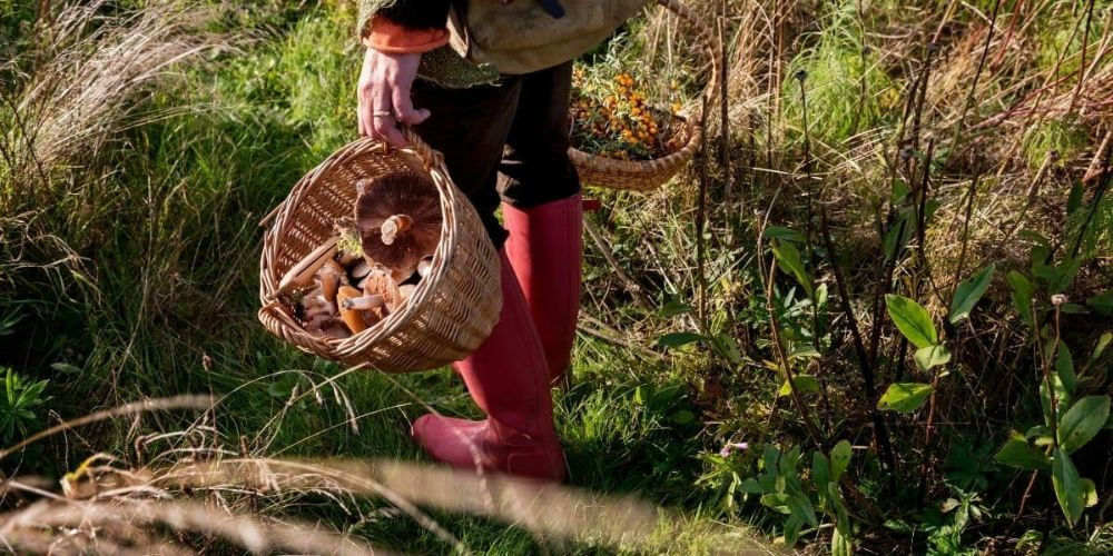 Mushroom Foraging & Weekend Forest Escape at Carven Hills