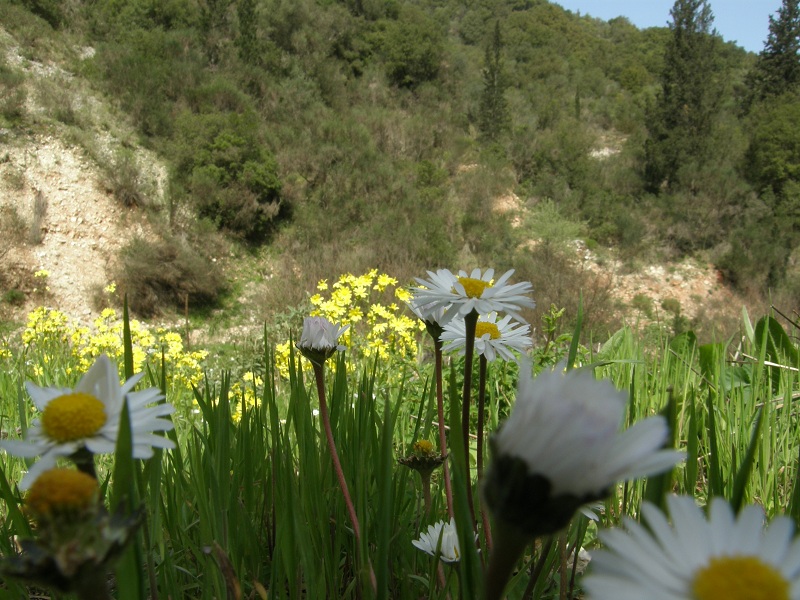 Margarete primăvara în munții din insulă