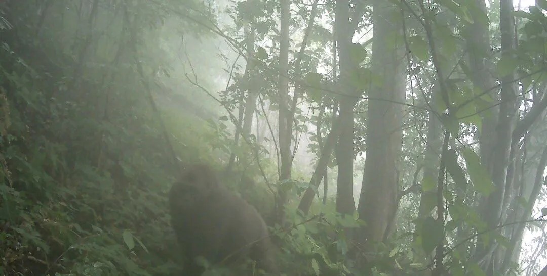 Photo of endangered Cross River Gorilla in a foggy mountainous forest.
