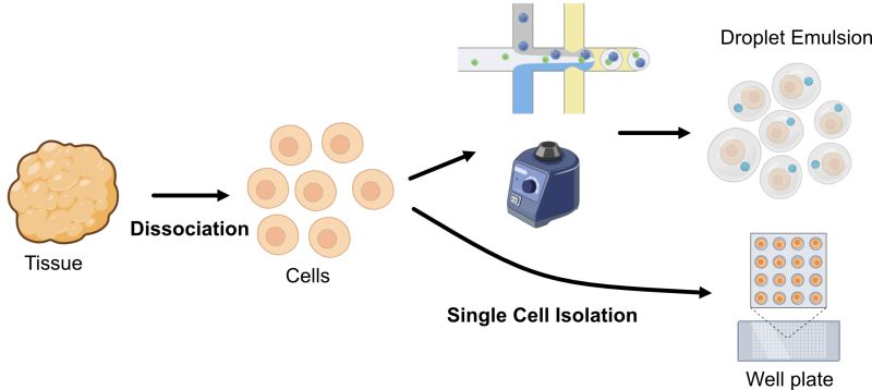Github Gatelabnw Csf Aging Single Cell Transcriptomics Reveals - Download Classic Minimal Texture | Desktop