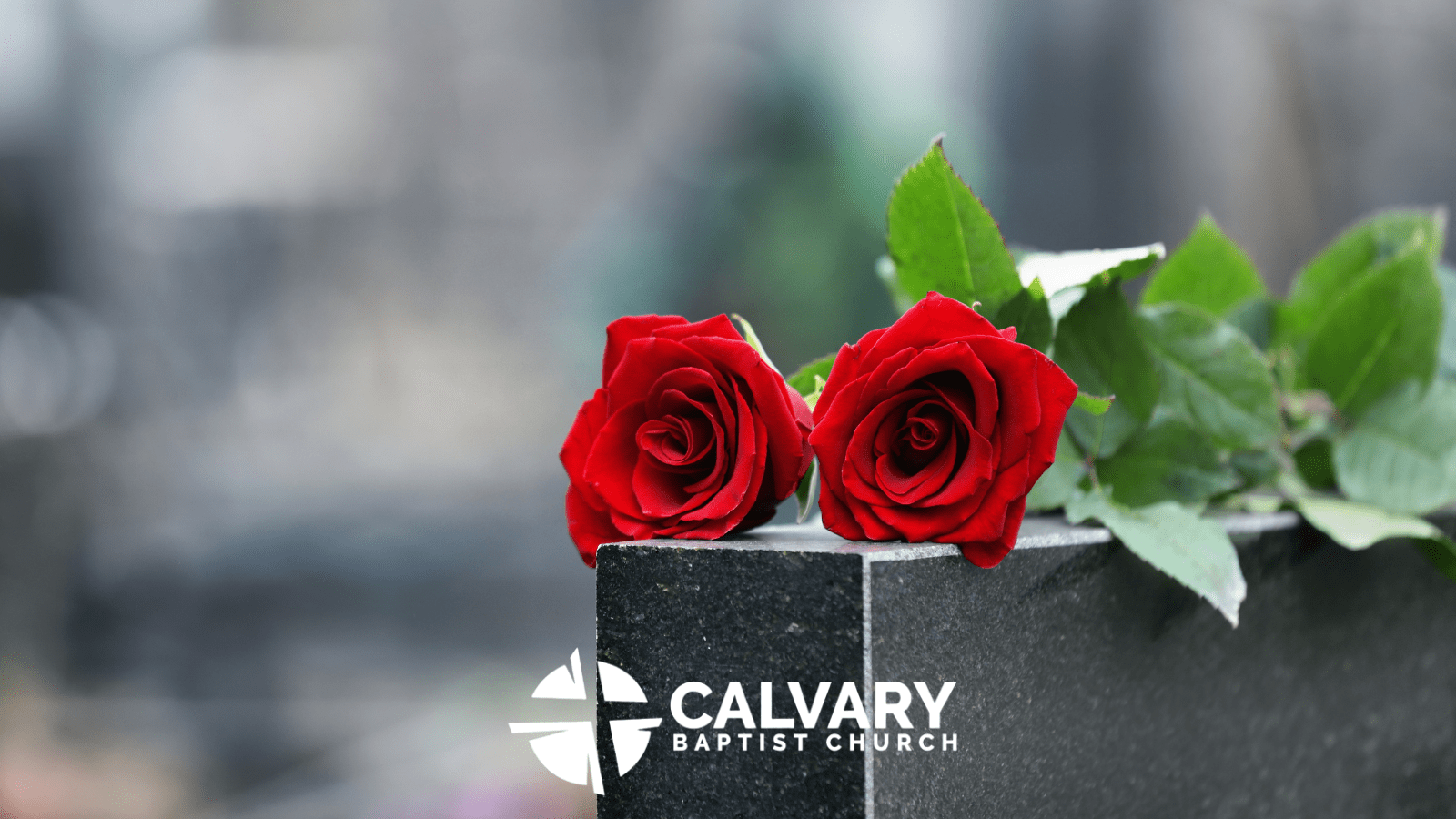 Red roses resting on a stone memorial, symbolizing life, loss, and reflection