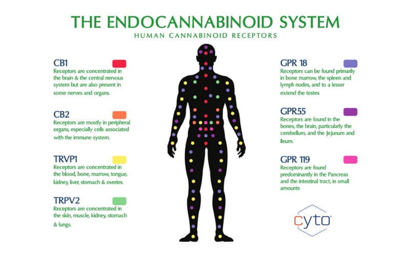 Read more about the article What Are Cannabinoid Receptors?