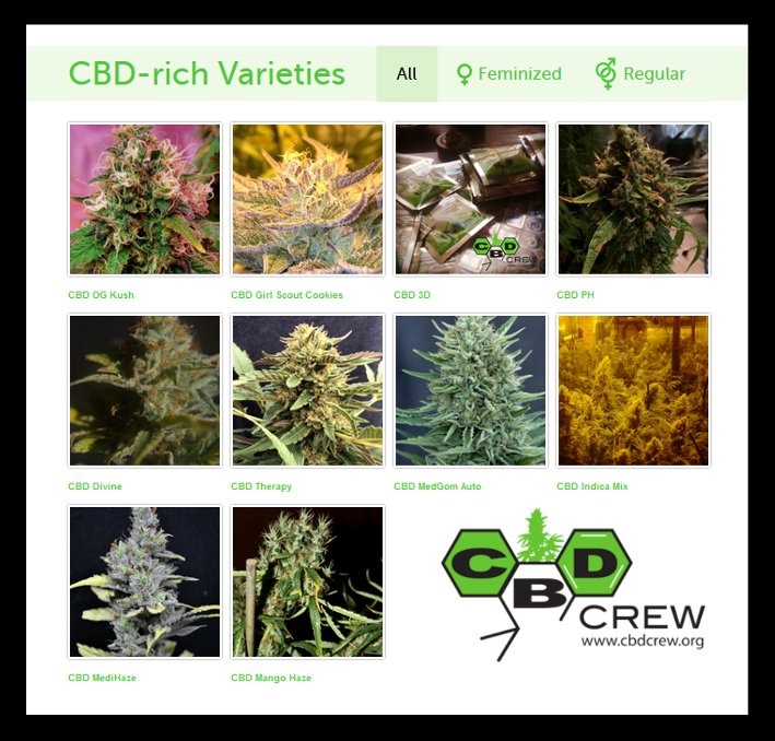 Medical seeds of Cbd Crew