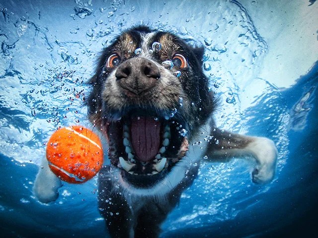 photo Pictures Of Dogs Underwater underwater dogs photos go viral and