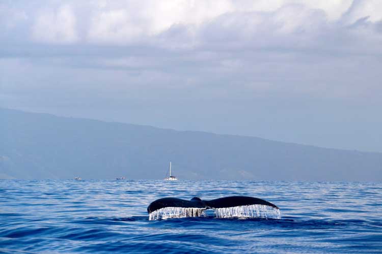 Marine Mammal