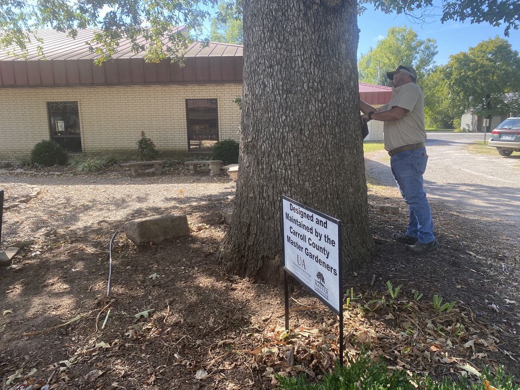 Forestry Department inspection of tree
