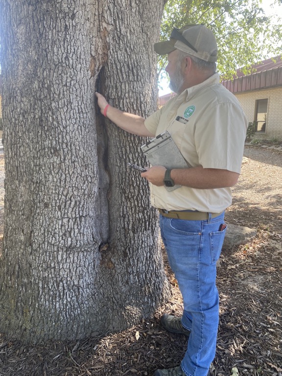 Forestry Department inspection of tree