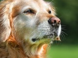 Cognitive Dysfunction In Senior Pets Crescenta Cañada Pet Hospital