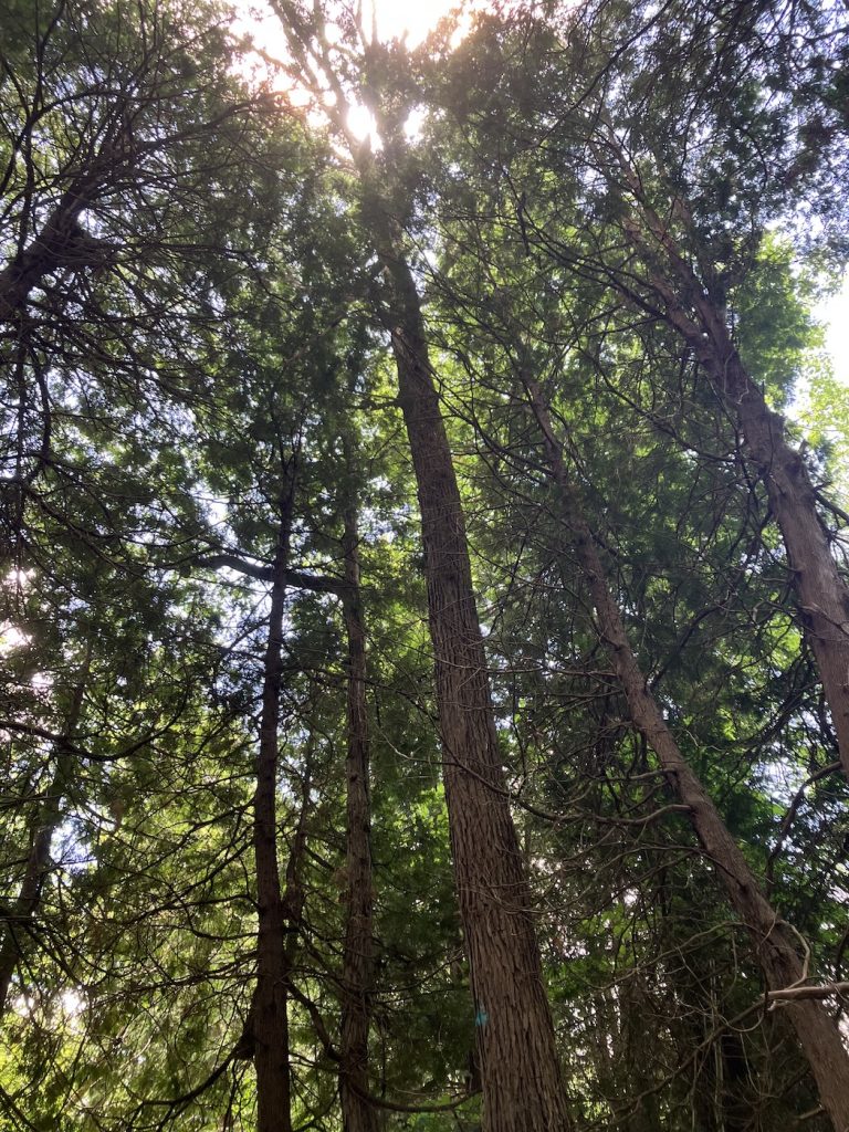 tall trees in a forest