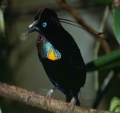 Burung berwarna hitam dan putih dengan postur kecil ini saat ini . 10 Burung Dari Surga Ini Unik Cantik Banyak Dari Indones
