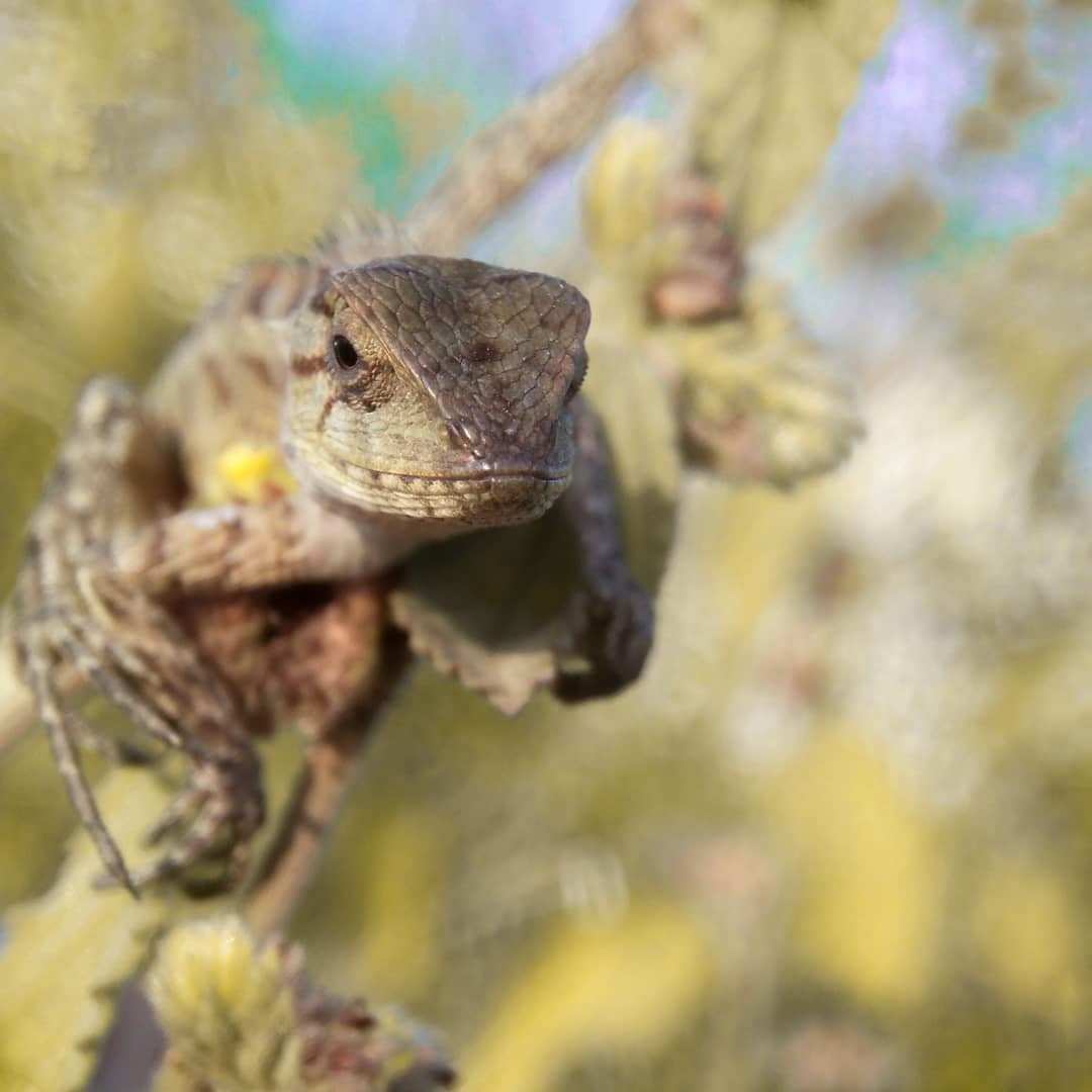Kali ini saya akan menerangkan perbedaan antara iguana dan bunglon versi saya sendiri (yang saya tahu saja) hehe,…. Londok Bunglon Lokal Yang Sering Keliru Dianggap Iguana