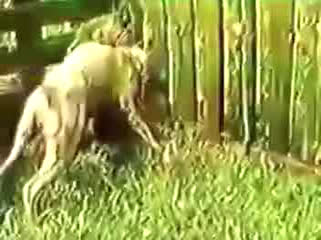 Dogo argentino vs pitbull fight liveleak. Dogo Argentino Vs Kangal