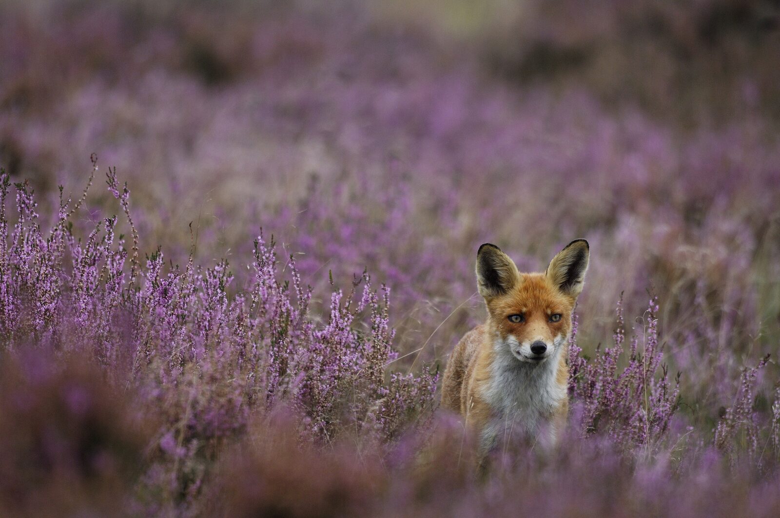 Posbank en Veluwse heide