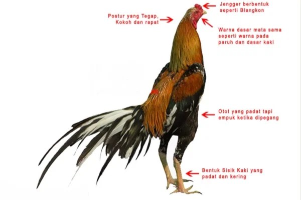 Free Gambar Ciri Ciri Mata Ayam Aduan Yang Bagus Sebagai Ayam Juara Zonas128 Org Terkeren by Lampunghits.com