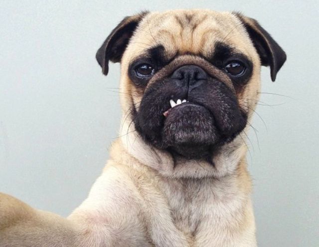 Pemilik pug mungkin mengatakan bruschi hanyalah pengecualian. Nggak Cuma Kamu yang Suka Foto, Berikut 16+ Selfie