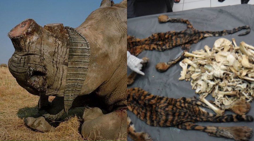 Legalkan Cula Badak & Tulang Harimau Buat Bahan Obat, Pemerintah Cina Bikin  Geger Pecinta Hewan!