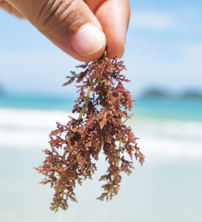 What you’re getting wrong about carrageenan