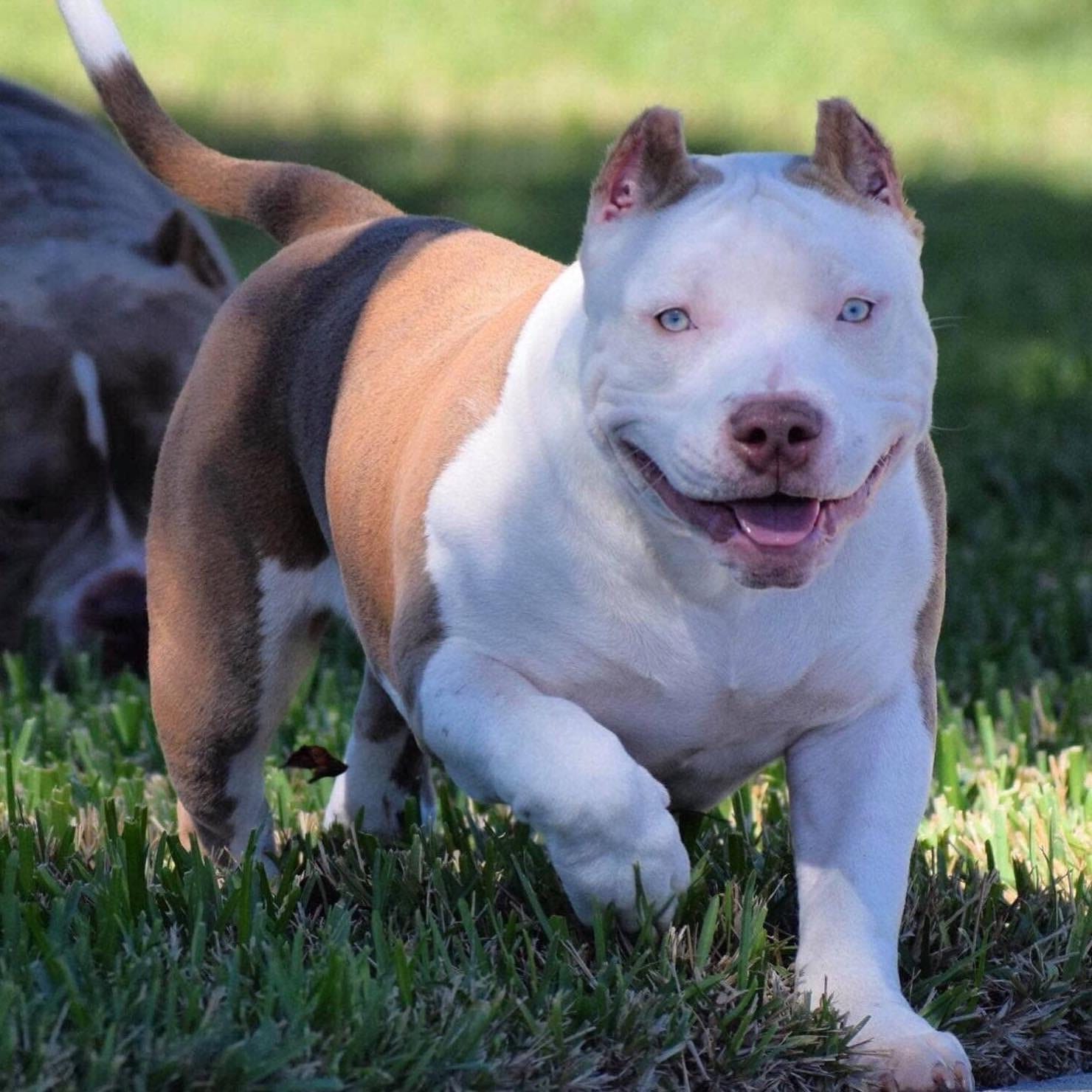Xl bully x pocket bully puppy at carl hendricks blog
