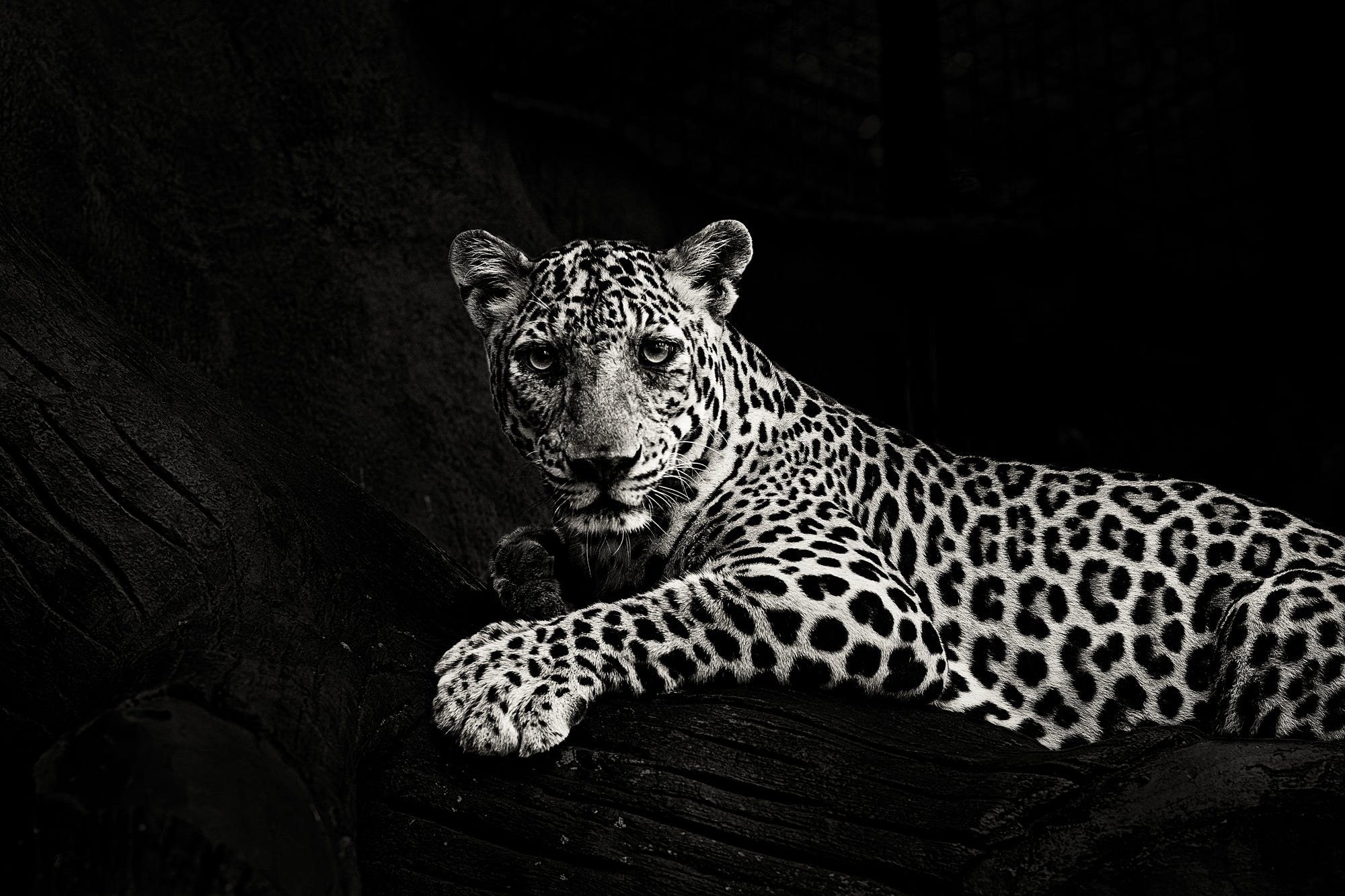 Black panther 7 wallpaper - Animal wallpapers - #42226