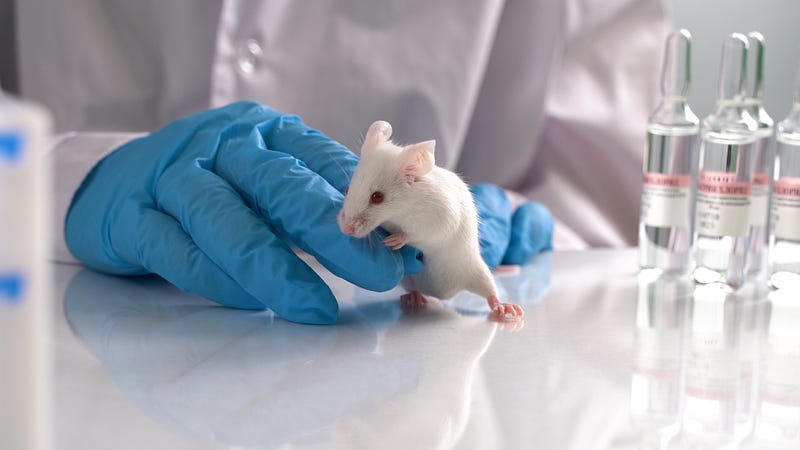 The history behind animal testing in research