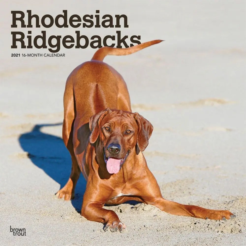 Rhodesian Ridgeback Wall Calendars 2022 Large Selection Deluxe Rhodesian Ridgebacks 2021 Wall Calendar Gift Set with Separately Licensed Calendar Stickers.