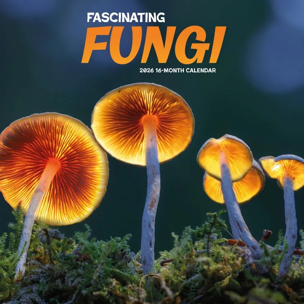 Fascinating Fungi 2026 Wall Calendar Calendars Com Ab6d36e0 Fe39 44d4 A5bb