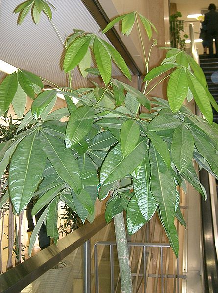 The Feng Shui Money Plant And How To Place One