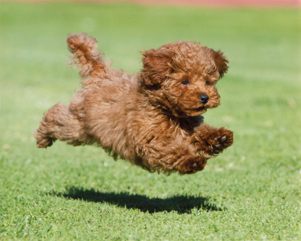 Dog Boarding Daycare Kennel Our Dog House Ventura