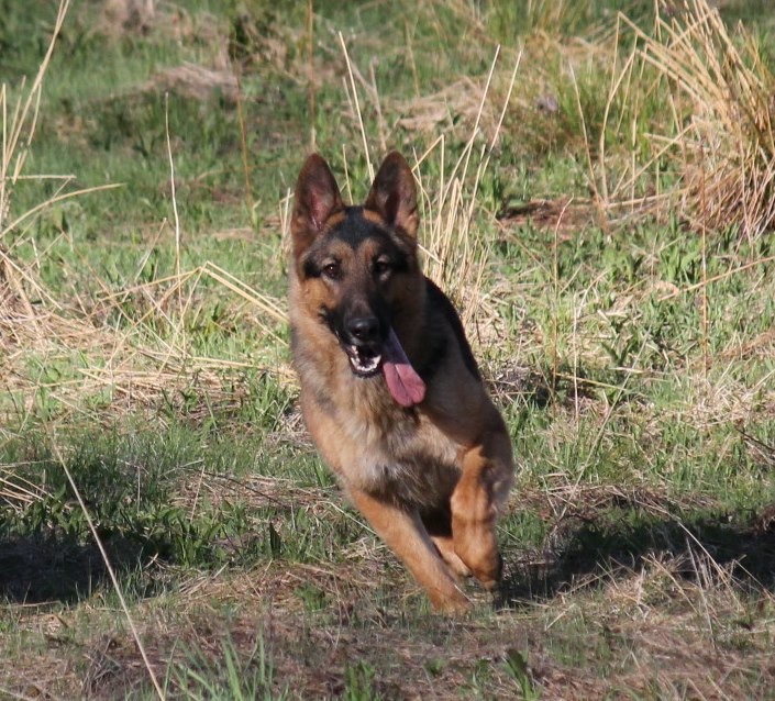 6 Tips For Grooming Your German Shepherd Dog American Kennel Club