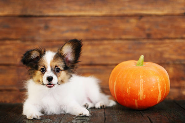 papillon and pumpkin