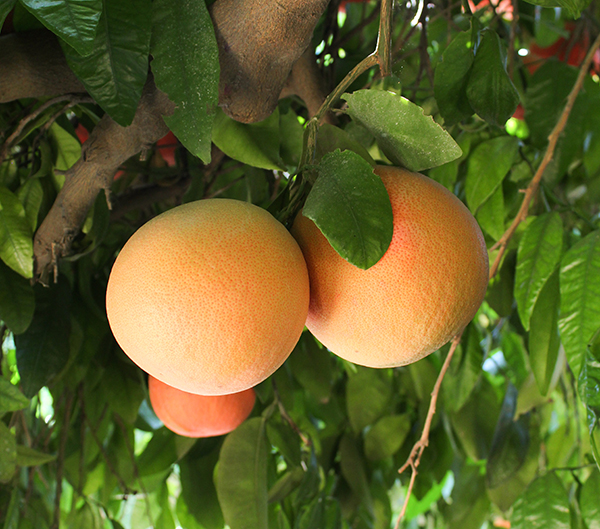 Bee sweet citrus details availability of summer citrus varieties; monique mueller comments