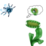 Flytrap For Pc How To Install On Windows Pc Mac - Light Photo Collection - Full HD Quality