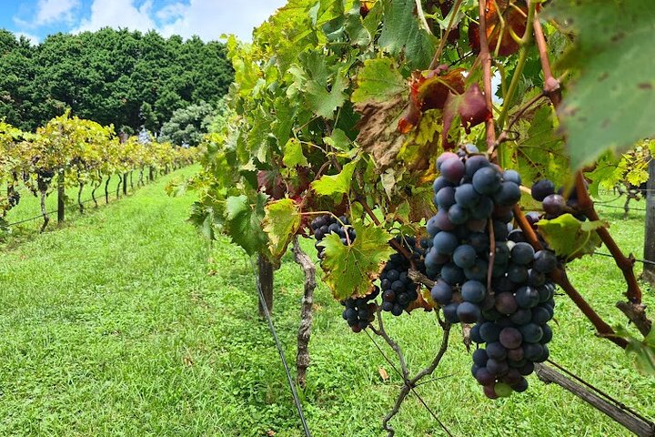 Combine the northern and southern whitehaven beach / whitsunday islands tours into a single itinerary featuring snorkelling and whitehaven beach! Ocean Rafting Tour To Whitehaven Beach Hill Inlet Lookout Top Snorkel Spots Australia Activities In Australia