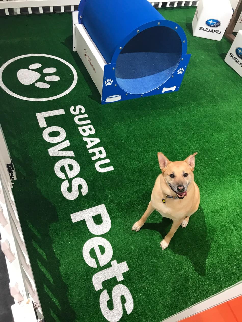 Subaru Loves Pets Chiautoshow Cas2019 Auto Connected Car News During Subaru Loves Pets month were proud to help all Underdogs find loving homes.