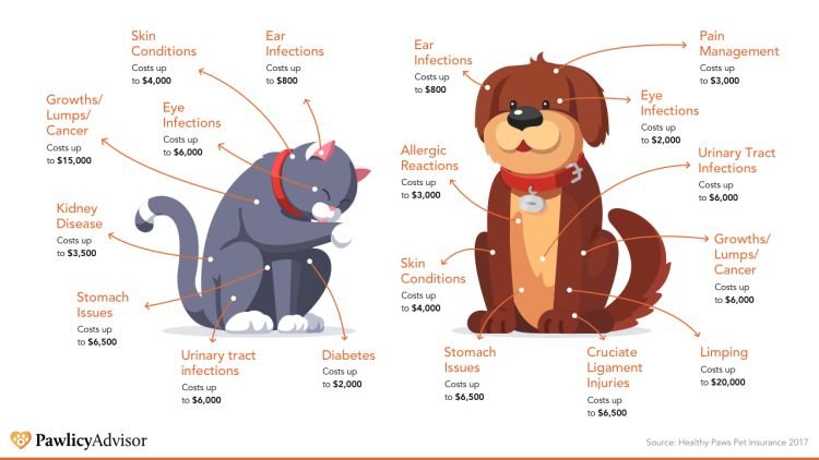 How much does a vet visit cost? here's everything you need to know