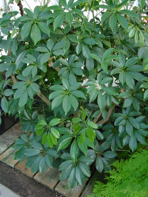 Green Schefflera