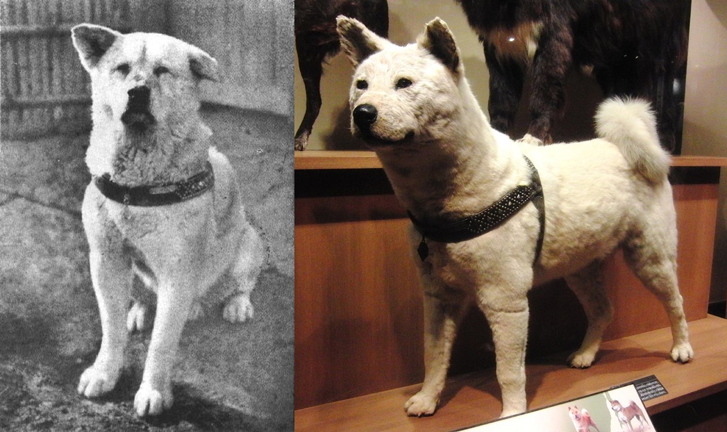 Acest film a avut premiera pe data de may. Cel Mai Bun Prieten Al Omului PoveÈti Despre Iubire Curaj Èi Devotament