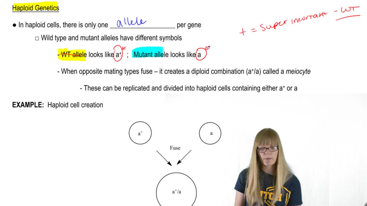 Haploid lines, and “haploid genetics” can accelerate a variety of genetic constructions and is useful in the research laboratory also (ravi . Inheritance In Diploids And Haploids Genetics Video Clutch Prep