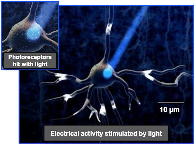 Optimizing A Microlens Design For Optogenetics Applications Comsol - Gorgeous Geometric Design - 8K