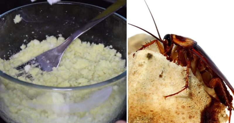 get rid of cockroaches forever with this trick - david avocado wolfe on boric acid se cockroach killer recipe