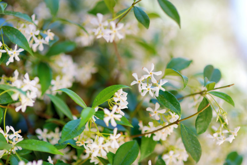 jasmine
