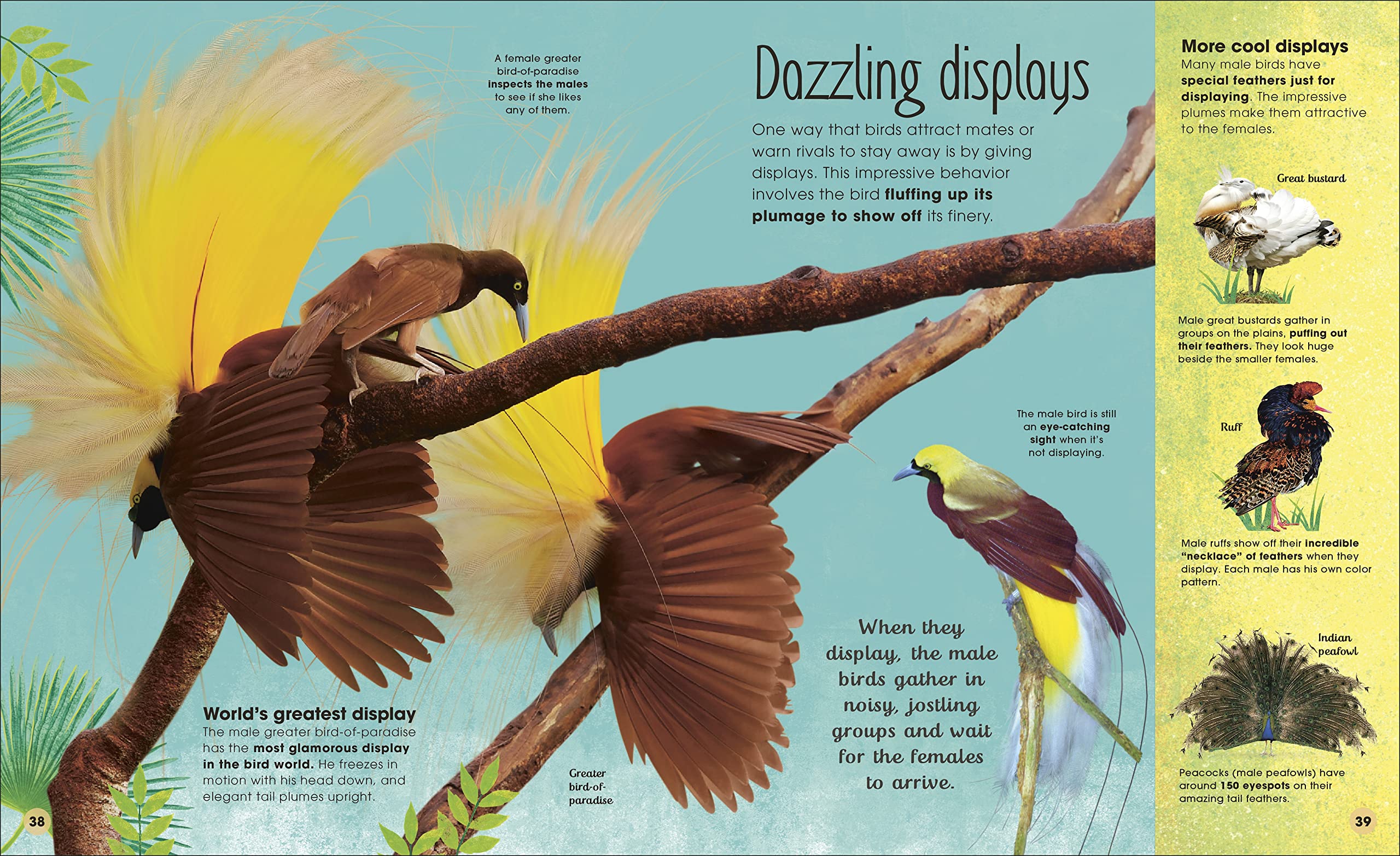 The extraordinary world of birds