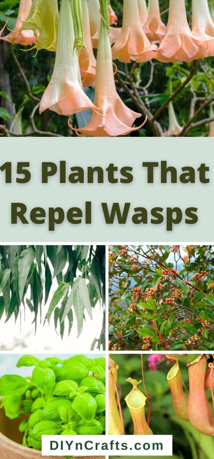 15 perfect plants to repel wasps from your lawn and garden