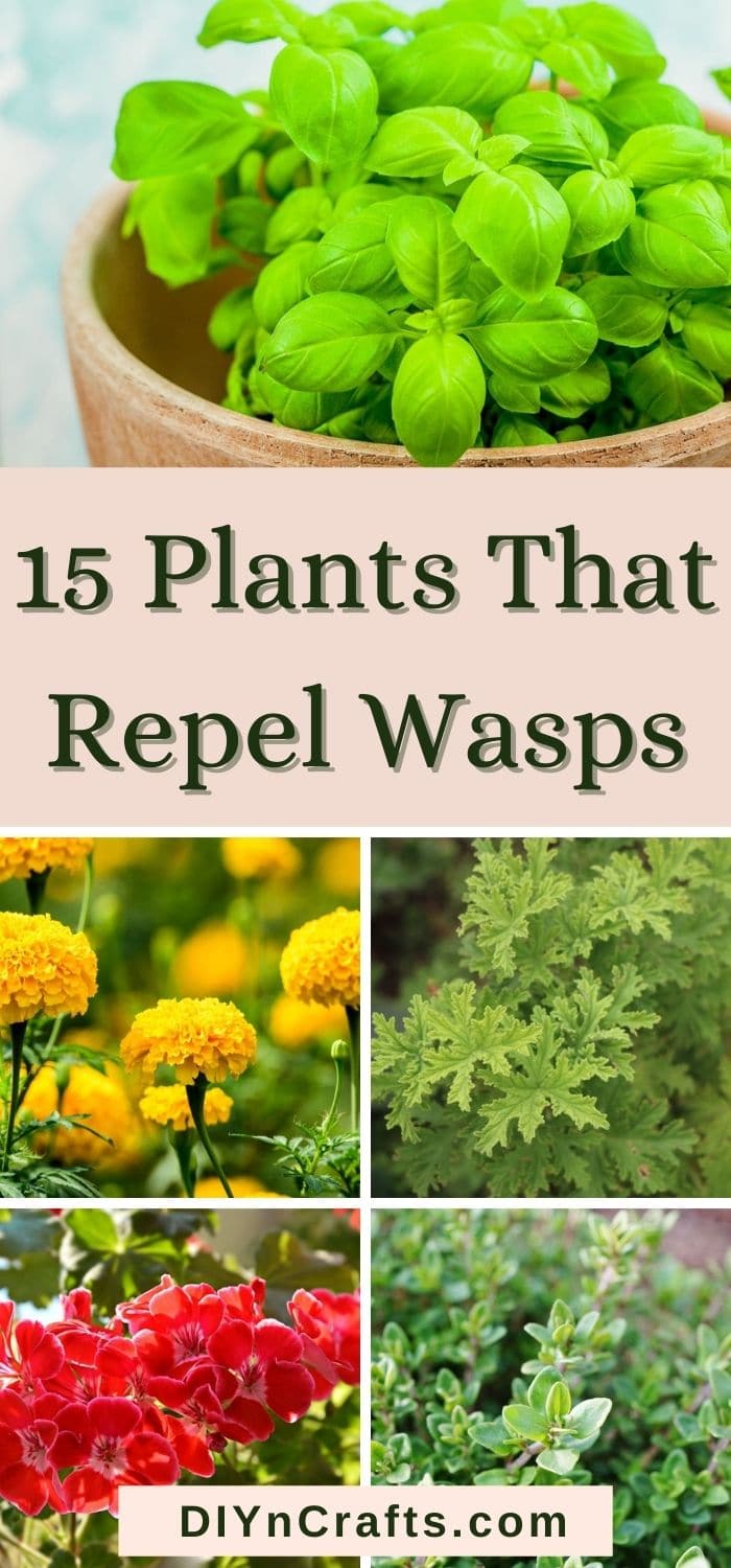 15 perfect plants to repel wasps from your lawn and garden