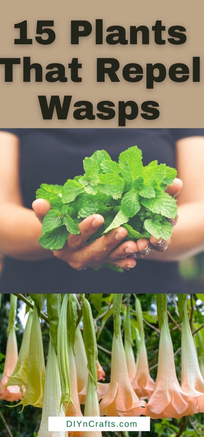 15 perfect plants to repel wasps from your lawn and garden