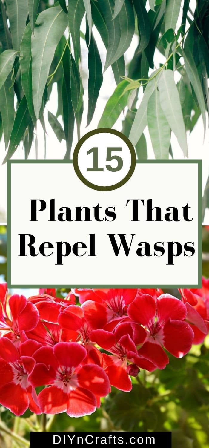 15 perfect plants to repel wasps from your lawn and garden